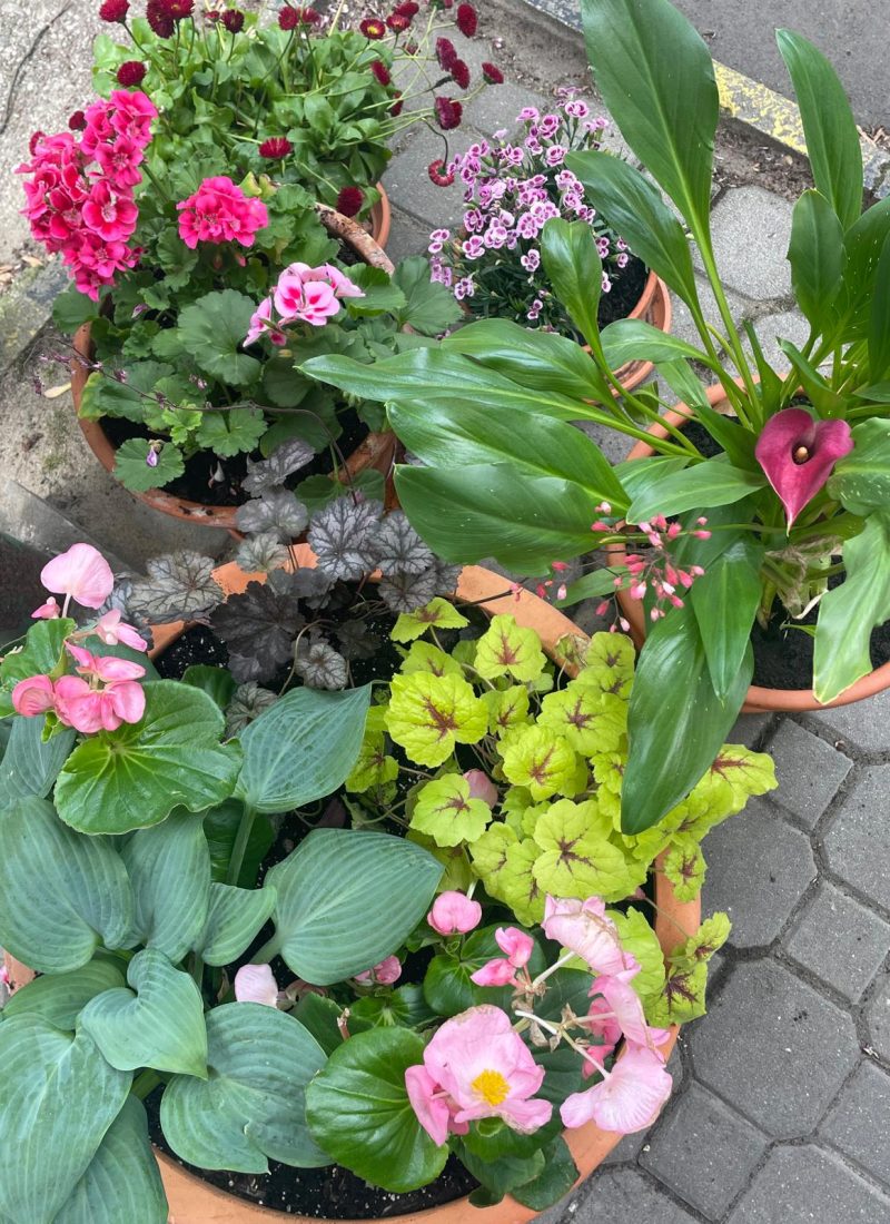 Ogród wytchnieniowy, prace, Fundacja Puszka, 2